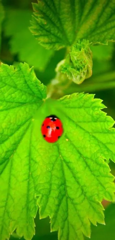 Close-up of a ladybug on a bright green leaf, ideal for mobile wallpaper.