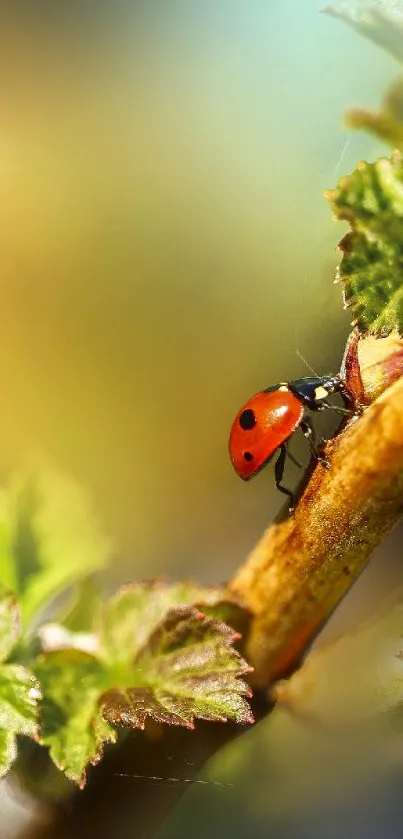 Ladybug on a green leaf with a blurred background.