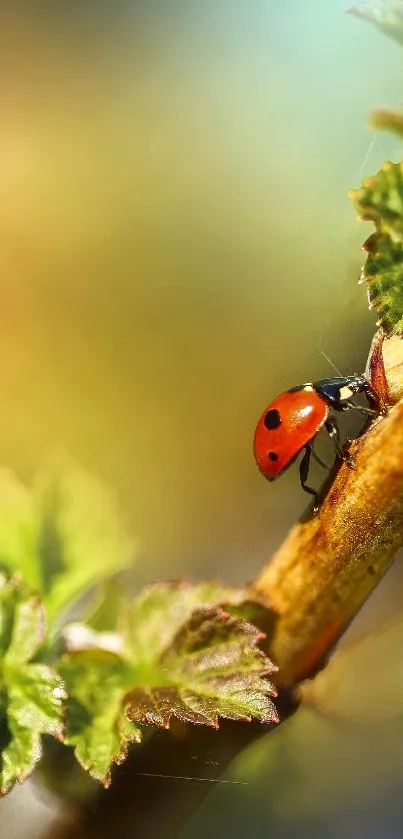 Vibrant ladybug on a fresh green leaf.