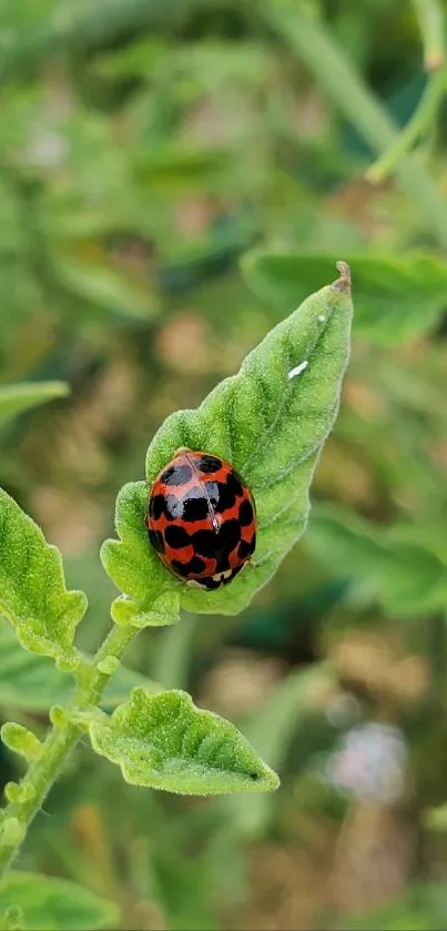 Red and black ladybug on green leaf in a natural setting.