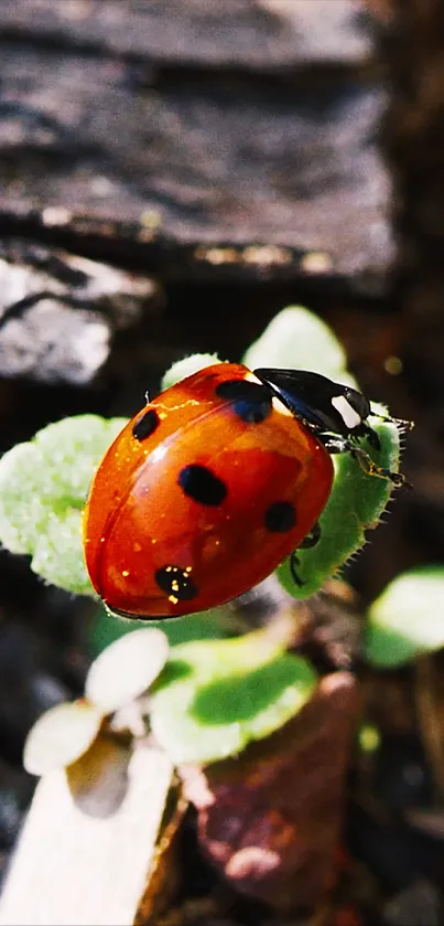 A close-up of a ladybug on a green leaf, highlighting vibrant red and black colors.