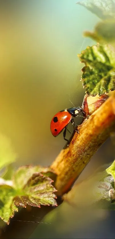 Ladybug on a leafy branch with green background.