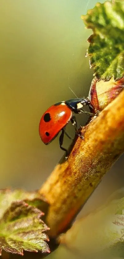 Ladybug on a green leafy branch in spring.