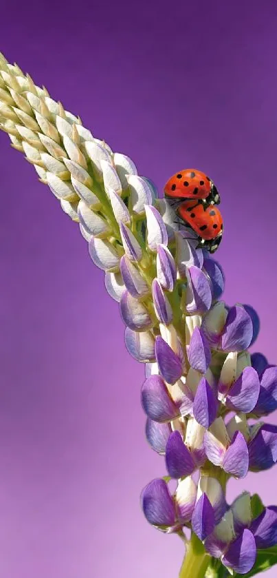 Ladybug on lupine flower with purple background.