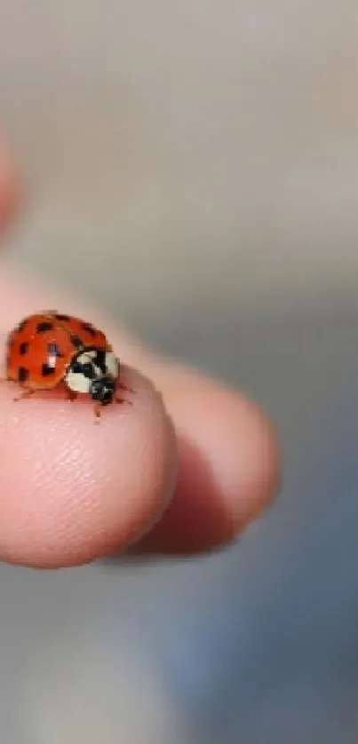 Ladybug resting gently on an open hand with soft blurred background.