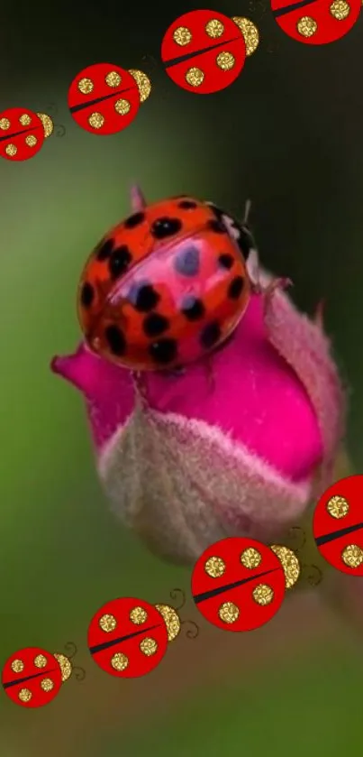 Ladybug resting on pink flower bud with green background.