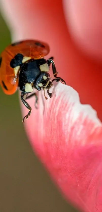 Close-up of a ladybug on a pink petal, showcasing vibrant details.