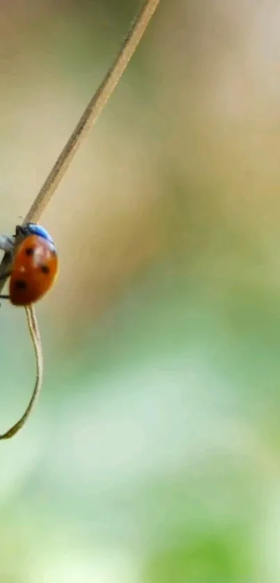 Ladybug on a plant stem with green and beige background.