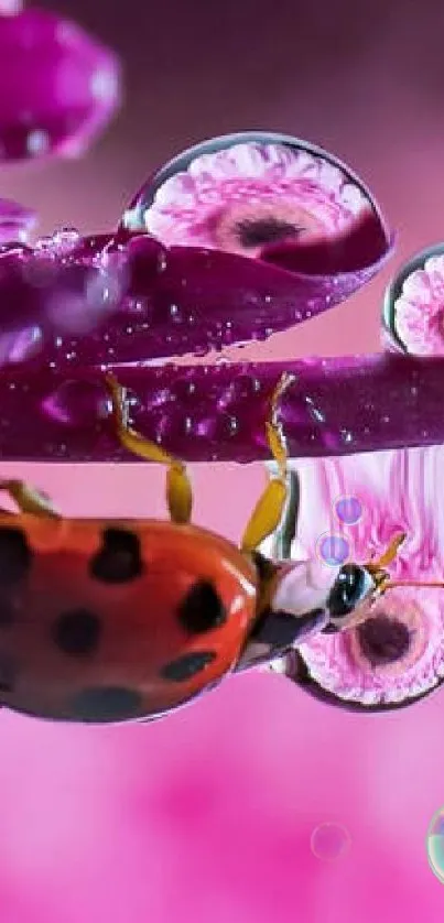 Close-up of a ladybug on a purple flower with dewdrops in a pink hue.