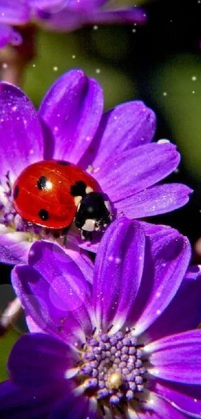 Red ladybug on vibrant purple flowers mobile wallpaper.