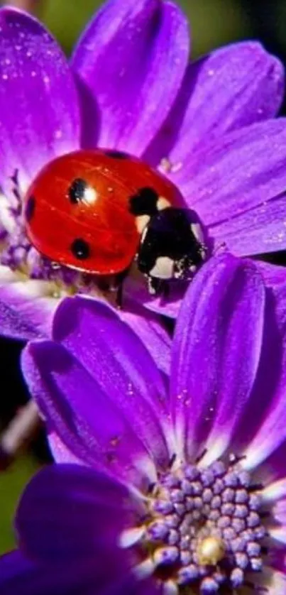 Close-up of a ladybug on vibrant purple flowers.