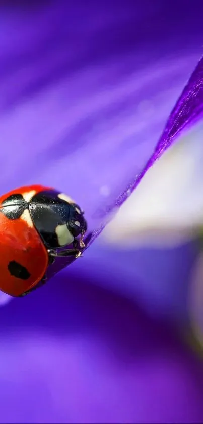 Close-up of a ladybug on a purple petal with vibrant colors.