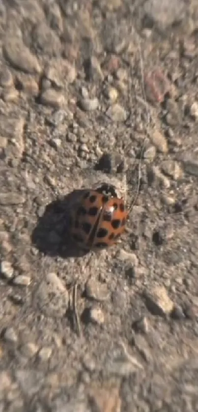 Close-up of a ladybug on rocky ground.