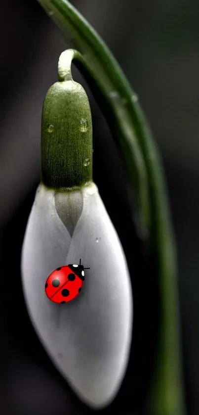 Ladybug resting on white snowdrop flower with dark green background.