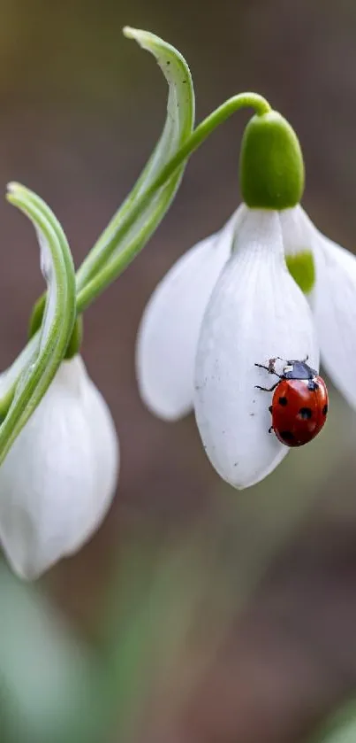 Ladybug sits on a snowdrop flower.