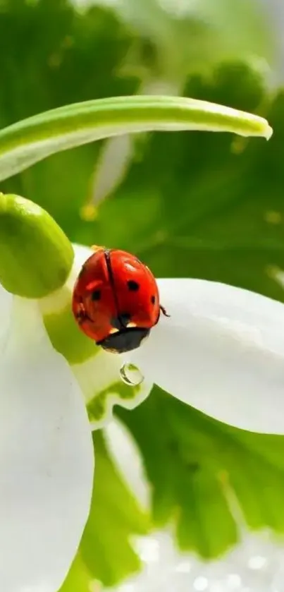 Ladybug on a snowdrop flower with lush green leaves background.