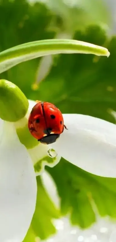 Ladybug on a white snowdrop surrounded by green foliage.