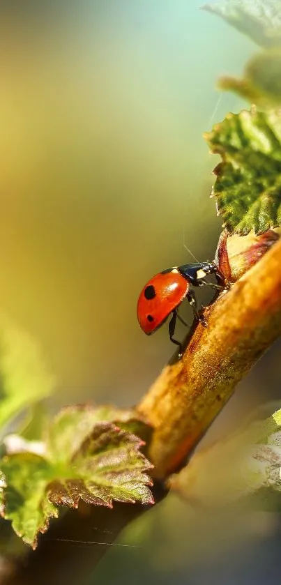 Ladybug resting on a leafy branch with springtime colors.