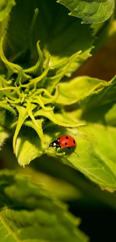 Ladybug on a green sunflower leaf close-up.