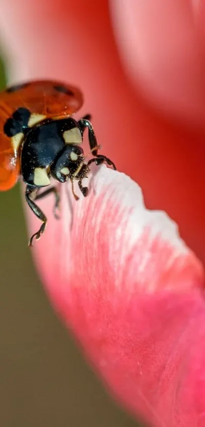 A ladybug perched on a pink tulip petal.