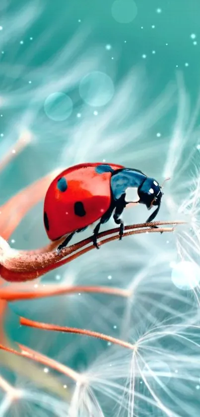 Red ladybug on a dandelion with a turquoise background.