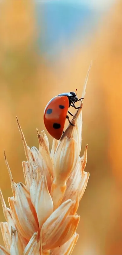 Colorful ladybug perched on wheat in golden light.