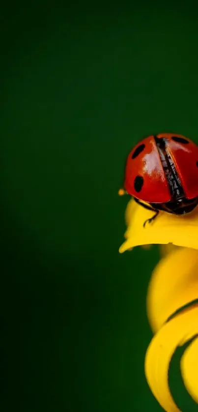 Ladybug on a bright yellow flower with a green background.