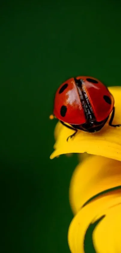 Ladybug sitting on a yellow flower against a green background.