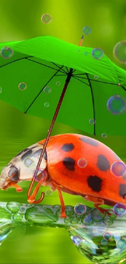 Ladybug on leaf under green umbrella mobile wallpaper