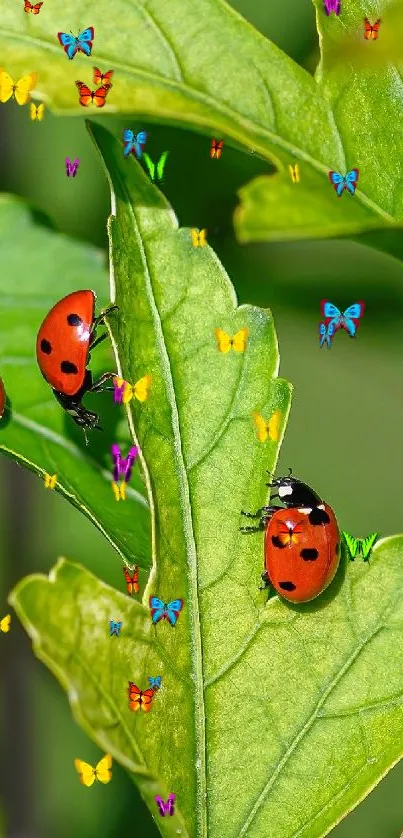 Three ladybugs on vibrant green leaves create a lively nature-themed wallpaper.