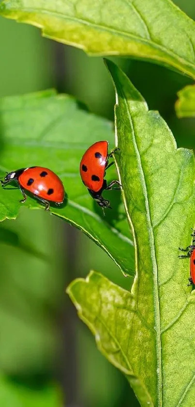 Ladybugs resting on vibrant green leaves with sunlight.