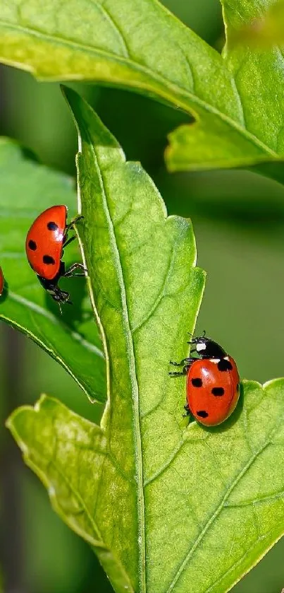 Ladybugs crawling on green leaves in nature.