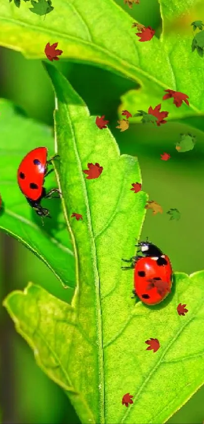 Four ladybugs on vibrant green leaves, close-up view.