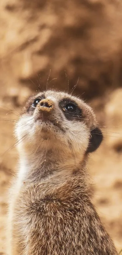Landscape Carnivore Snout Live Wallpaper