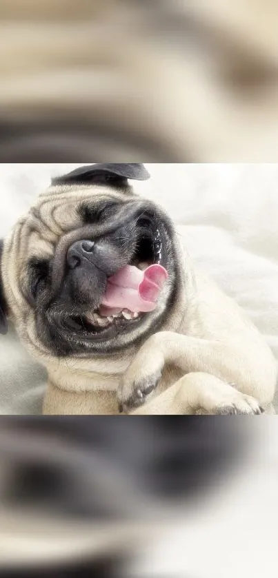 Adorable laughing pug on a cozy blanket.