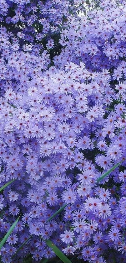 Lavender aster flowers in full bloom creating a serene and vibrant wallpaper.