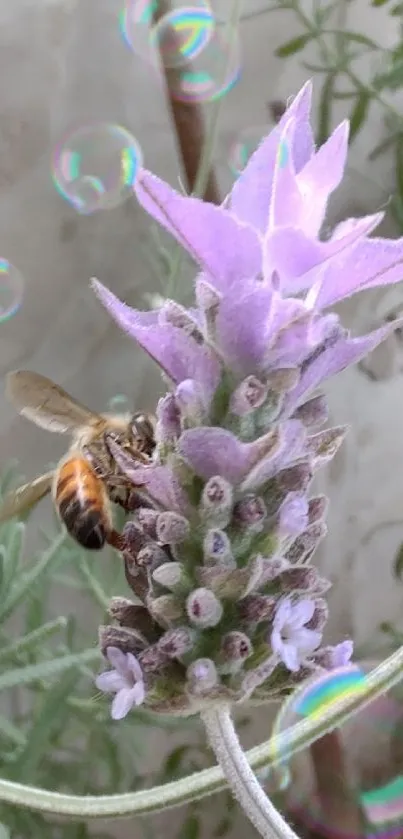 Bee pollinating lavender in serene garden.