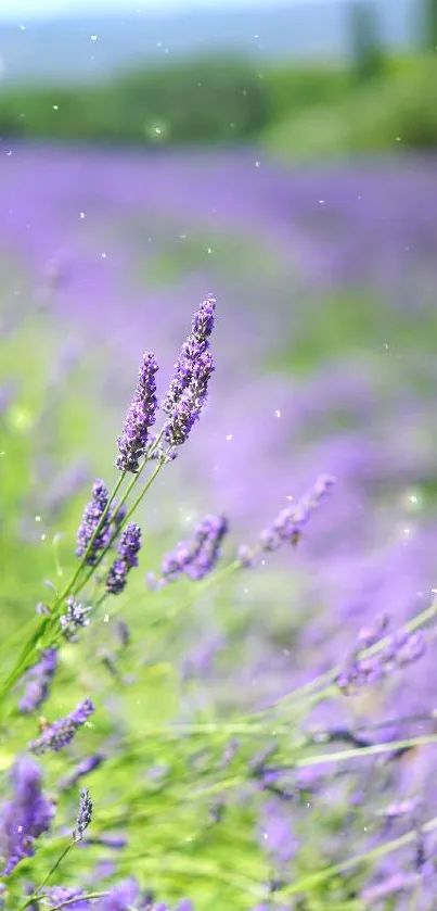 Vibrant lavender field under a clear sky.