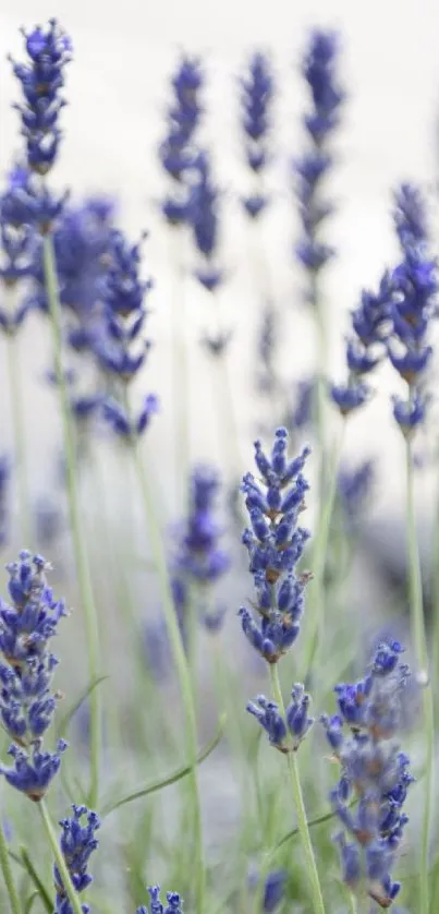 Close-up of blooming lavender flowers creating a serene mobile wallpaper.