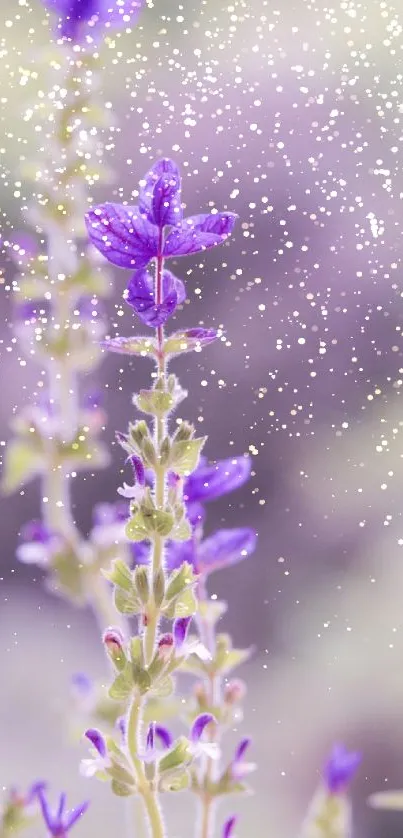 Lavender flowers with gentle speckles on a soft background.