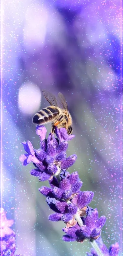 Bee resting on vibrant lavender bloom with blurred purple field.