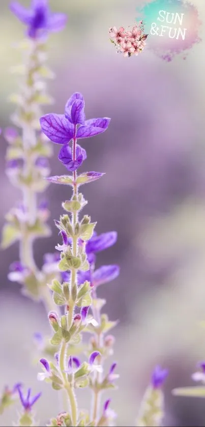 Lavender flowers in soft focus, perfect for a calming mobile wallpaper.