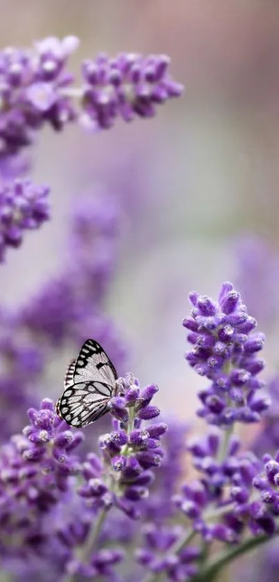 Butterfly on lavender flowers mobile wallpaper.