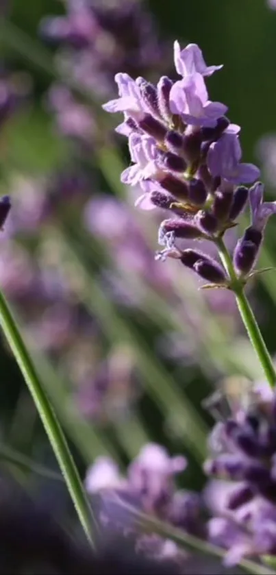 Close-up of a lavender flower in soft focus with vibrant purple hues.