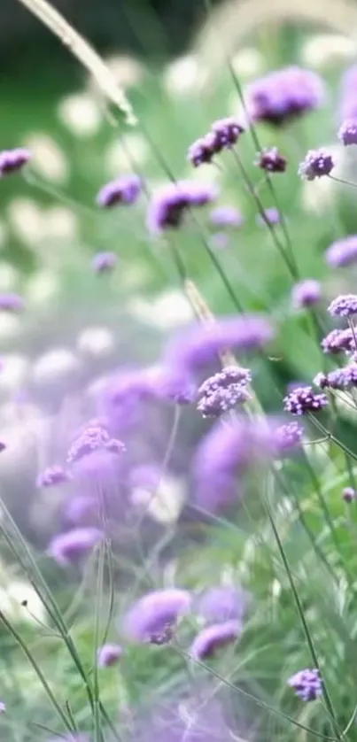 Purple lavender blooms in a serene garden setting wallpaper.