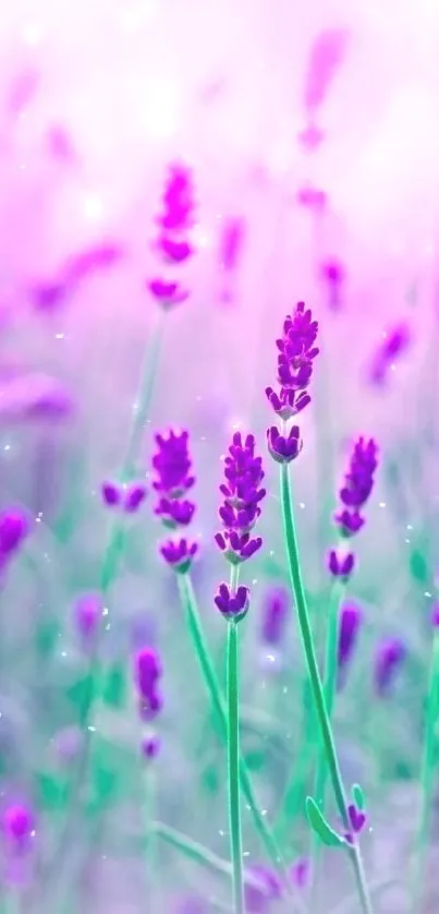 Lavender flower field with a pastel purple backdrop for mobile wallpaper.