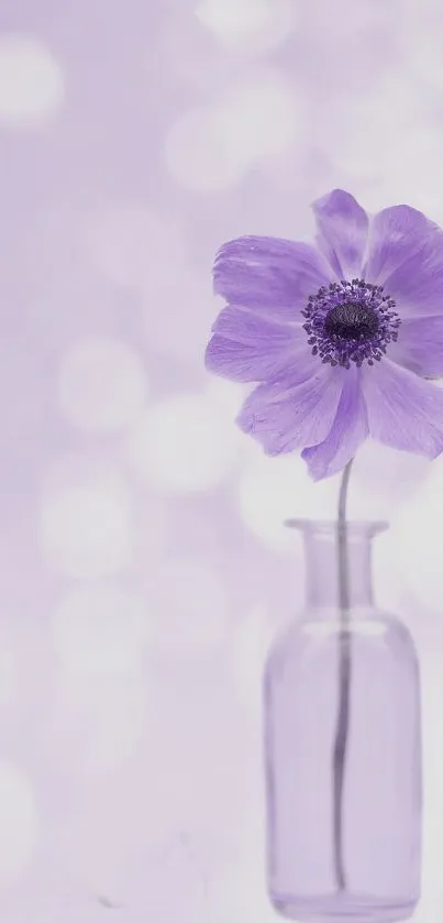 Lavender flower in vase with soft bokeh background wallpaper.