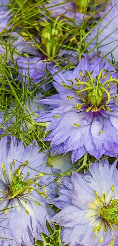 Lavender flowers with green stems, perfect for phone wallpaper.