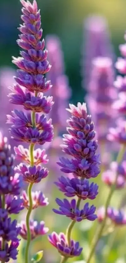 Beautiful lavender flowers in full bloom.