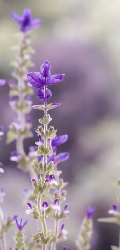 Lavender blossoms in a soft-focus background, perfect for mobile wallpaper.